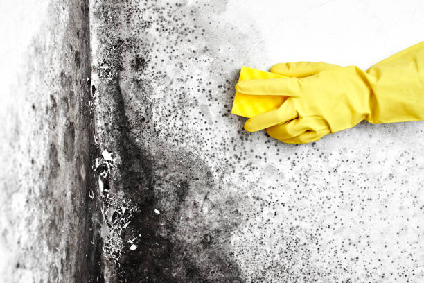 Professional Mold Removal in Cherry Valley, CA