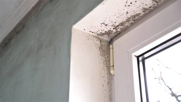 Best Fast Mold Removal  in Cherry Valley, CA