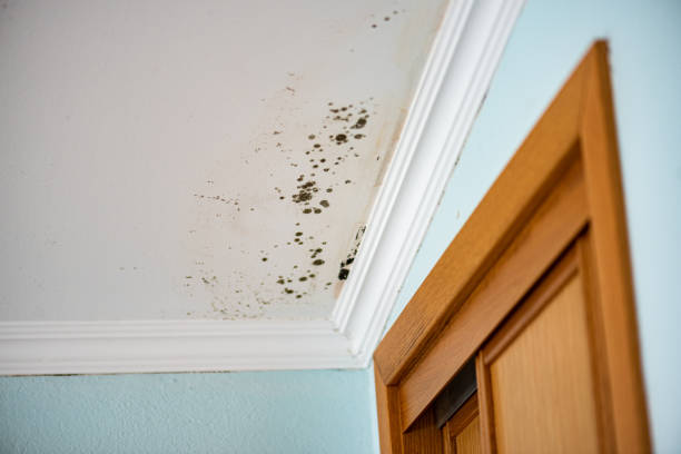 Best Commercial Mold Removal  in Cherry Valley, CA