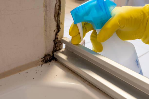 Best Mold Remediation  in Cherry Valley, CA