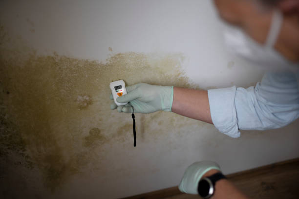 Crawl Space Mold Removal in Cherry Valley, CA