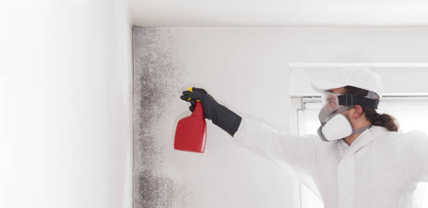 Best Attic Mold Removal  in Cherry Valley, CA
