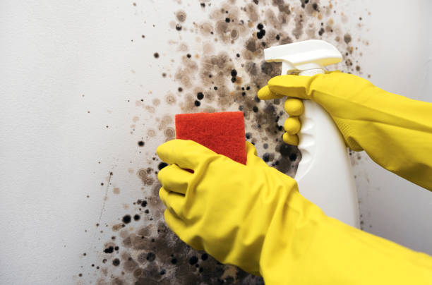 Best Mold Remediation  in Cherry Valley, CA