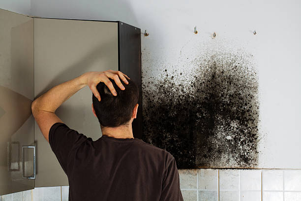 Best Residential Mold Removal  in Cherry Valley, CA