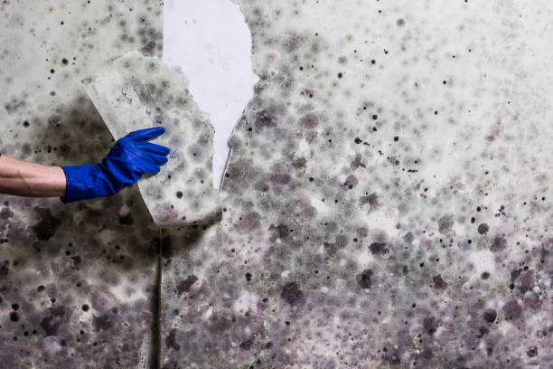 Best Mold Testing  in Cherry Valley, CA